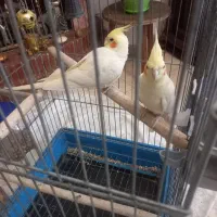 عروس هلندی لوتینو نر و ماده|پرنده|تهران, توحید|دیوار