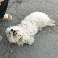 سگ پشمالو سفید|سگ|تایباد, |دیوار