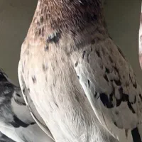 کبوتر پرشی جنس