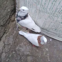 کبوتر طوقی|پرنده|شوش, |دیوار