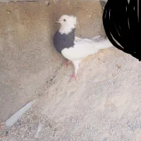 طوقی سیا ماده 350 کفتر سفید نیم طوق نر مست 200|پرنده|فیروزآباد (فارس), |دیوار