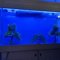 اکواریوم بزرگ و کوچک اسکار مولد