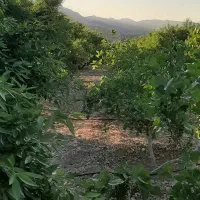 فروش باغ بادام وپسته