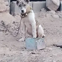 قیمت۵میلیون