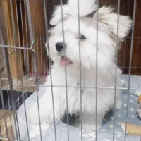 توله پشمالو پامر عروسکی