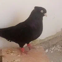 پرنده