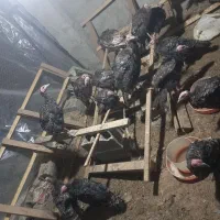 بوقلمون برنز سرحال|حیوانات مزرعه|رباط‌کریم, رباط‌کریم|دیوار