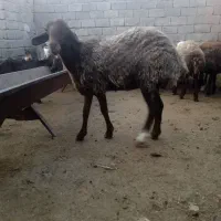کاور