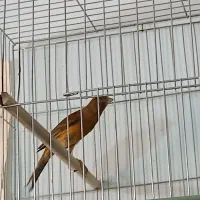 قناری سوخته سرخ وچمن