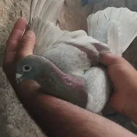 گم شده