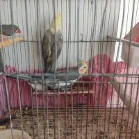 یک جفت عروس هلندی مولد