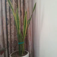 انواع گلهای طبیعی خانگی زیبا  سربزوسرحال|گل و گیاه طبیعی|بومهن, |دیوار