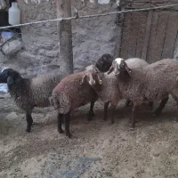 بره ماده همو و هترو