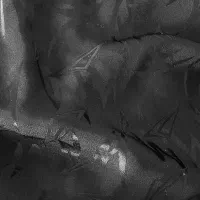 چادر|لباس|پردیس, فاز ۱۱|دیوار