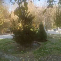 حرص درختان باسابقه ی کاربری درختان وبرش