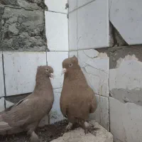 چند جفت نر و ماده|پرنده|بهبهان, |دیوار