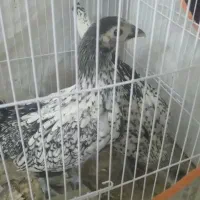 مینیاتوری مرغ و خروس