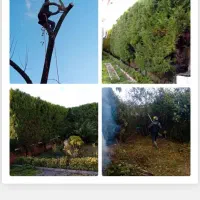 علفتراشی  بریدن درخت وکلیه کارهای  باغبانی|خدمات باغبانی و درختکاری|نوشهر, |دیوار