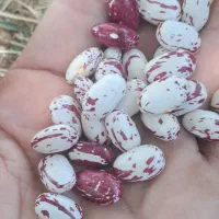 لوبیا چیتی