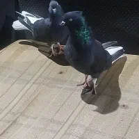 کبوتر رنگی زاغ دم سفید