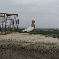 سینه مشکی نر