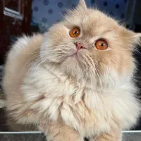 یک کبوتر چینی ماده گم شوده