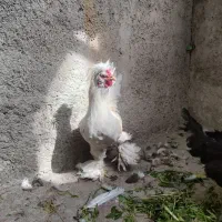 مرغ و خروس