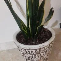 سانسوریا|گل و گیاه طبیعی|مشهد, شهرآرا|دیوار