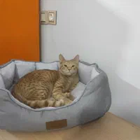 پانسیون تخصصی نگهداری گربه|لوازم جانبی حیوانات|بندرعباس, |دیوار