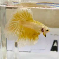 فایتر Betta|ماهی|شیراز, فرگاز|دیوار