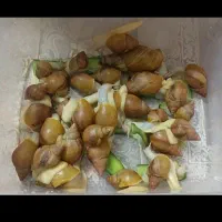 حلوزن ۸سانتی