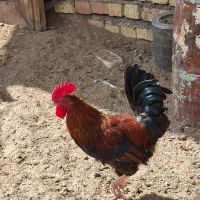 خروس ۱۰ ماهه