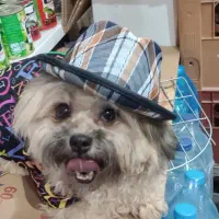 واگذاری رایگان سگ شیتزو و پودل