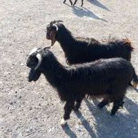 بزغاله|حیوانات مزرعه|کرمانشاه, |دیوار