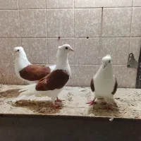 کبوتر|پرنده|مرودشت, فاز اول شهرک فرهنگیان|دیوار