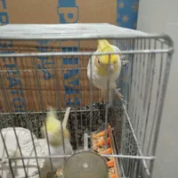 سه تا عروس هلندی|پرنده|آذرشهر, |دیوار