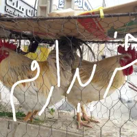 کلشیر