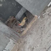 خروس|حیوانات مزرعه|بندر امام خمینی, |دیوار