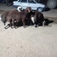 بره قوچ|حیوانات مزرعه|فرمهین, |دیوار