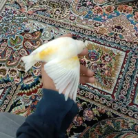 فروش قناری و سهره