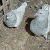 سفید وکله ای