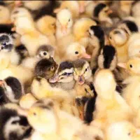 جوجه بوقلمون اردک غاز جوجه گوشتی راس رنگی محلی|حیوانات مزرعه|تهران, طیب|دیوار