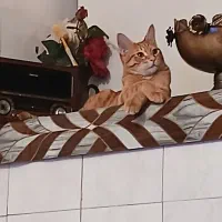 گمشده|گربه|کرمانشاه, |دیوار