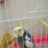 عروس هلندی