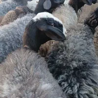 میش شال و افشار نوبران