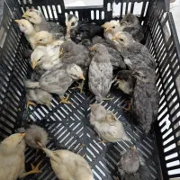 جوجه قوغاز . جوجه مرغ گلین چناران|حیوانات مزرعه|مشهد, شهرک امام هادی (شهرک غرب)|دیوار