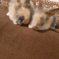 خرگوش لوپ و جرسی|موش و خرگوش|بوشهر, |دیوار