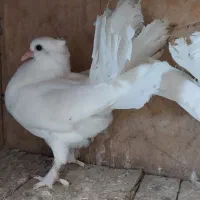 یه جفت جوجه چتری