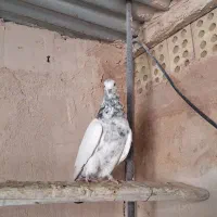 کفتر کله دم سبز