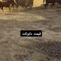 فوری